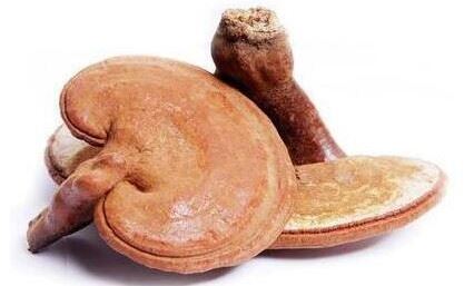 reishi mushroom