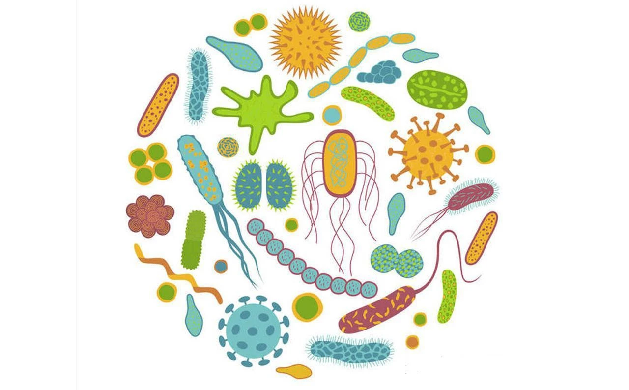 Bons prébiotiques pour la santé - Inuline