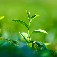 Quels sont les bienfaits des polyphénols du thé ?